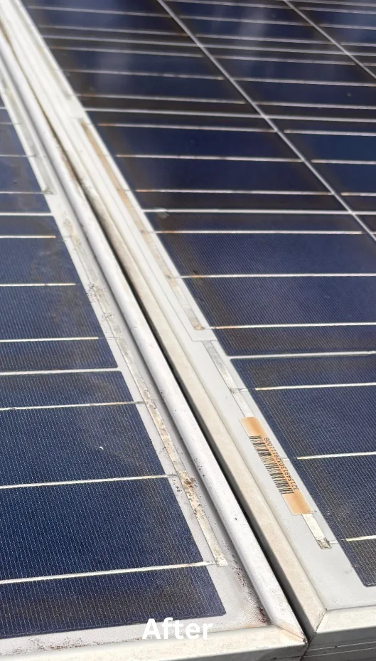 Solar panel lichen removal - after